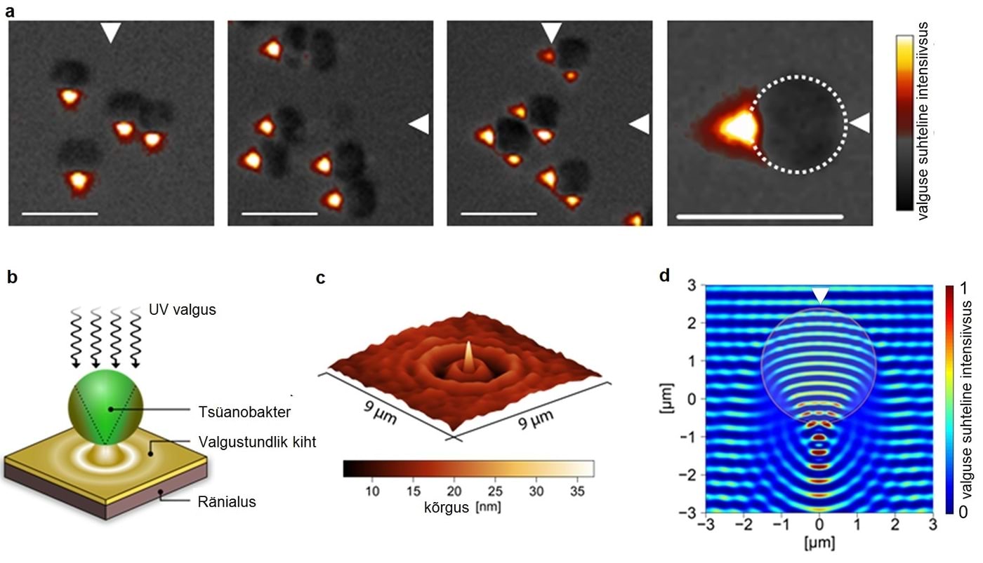 Tsüanobakter fokusseerib valgust