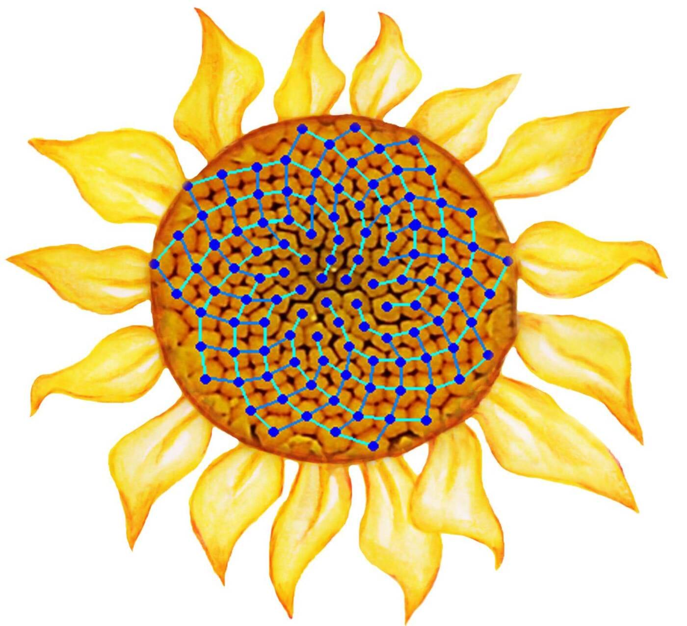 Fibonacci päevalilles<br>