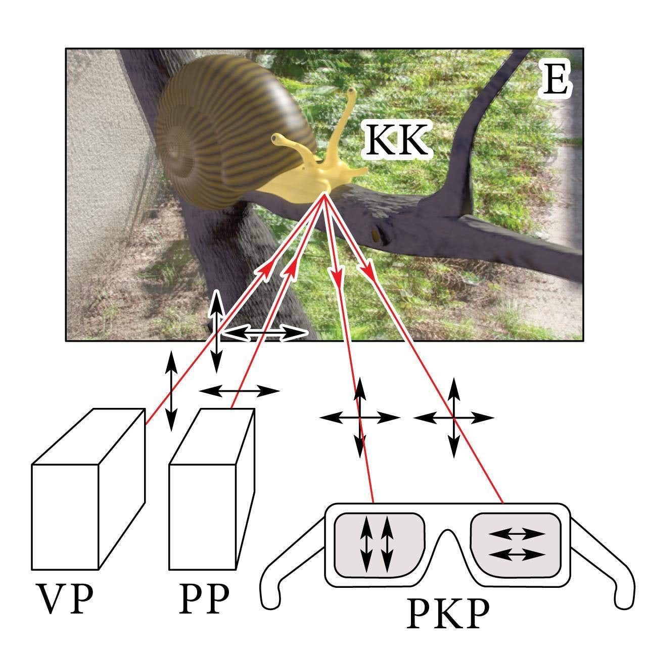 3D-filmi vaatamine polaroidprillidega