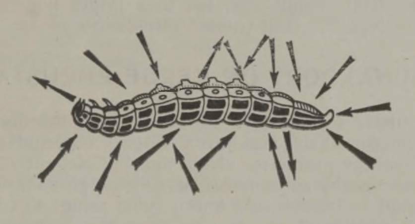 Sipelgad sikutavad oma saaki