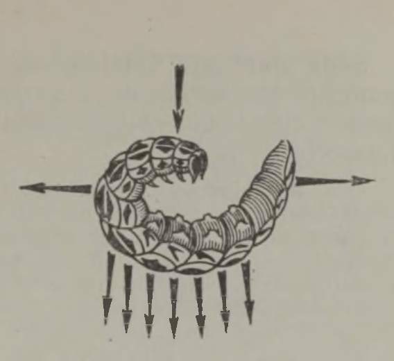 Sipelgad tirivad röövikut