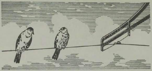 Linnud võivad karistamatult elektritraatidel istuda. Miks?