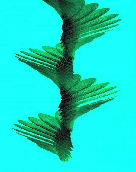 Vahtraseemne langemine stoppkaadritena