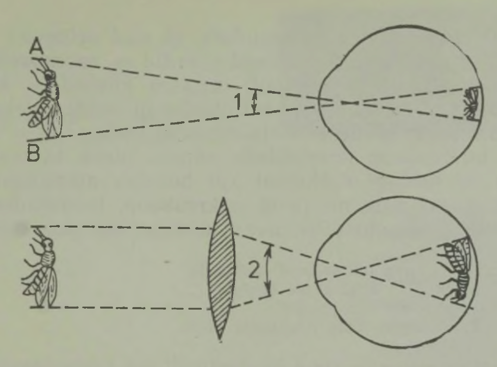 Lääts suurendab kujutist silma võrkkestal
