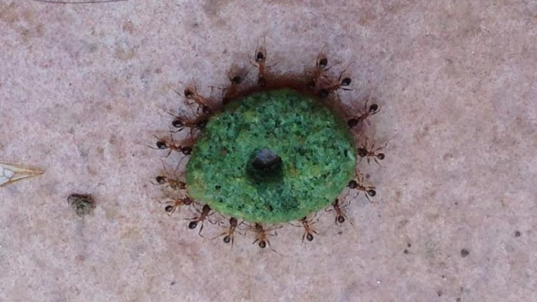 Sipelgad tassivad sööki