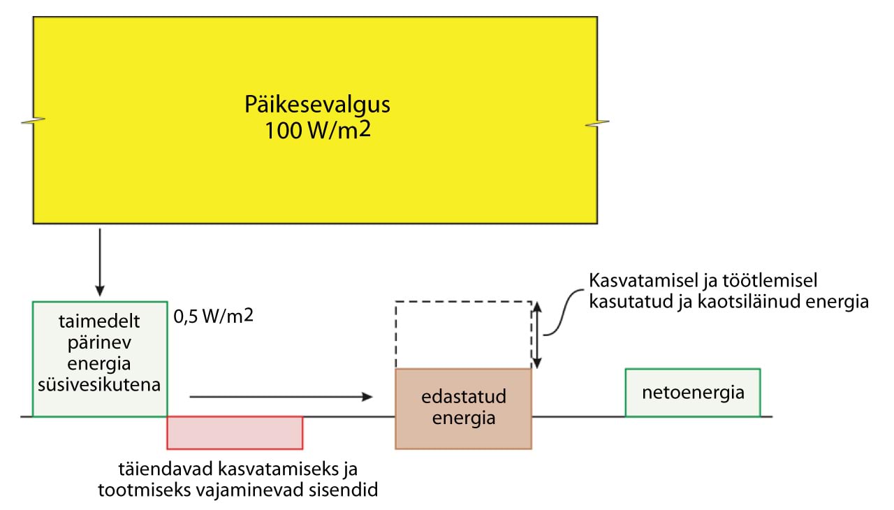 Küsimused biomassi kohta