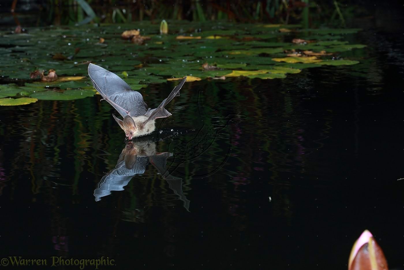 Nahkhiir lendab ja kuuleb