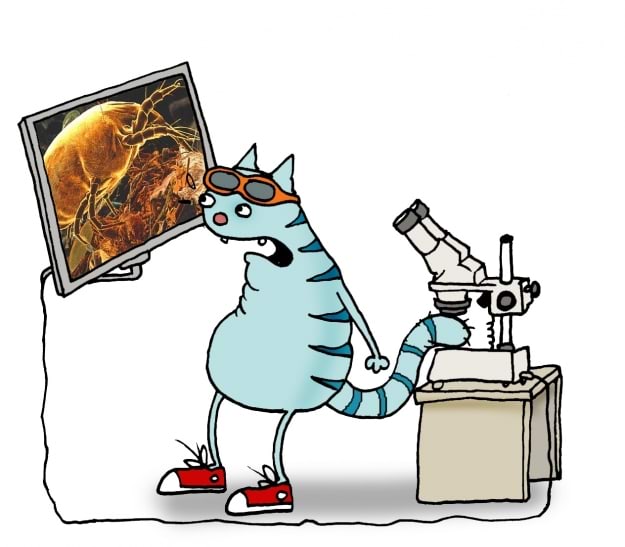 Kassi sabakirbud mikroskoobis