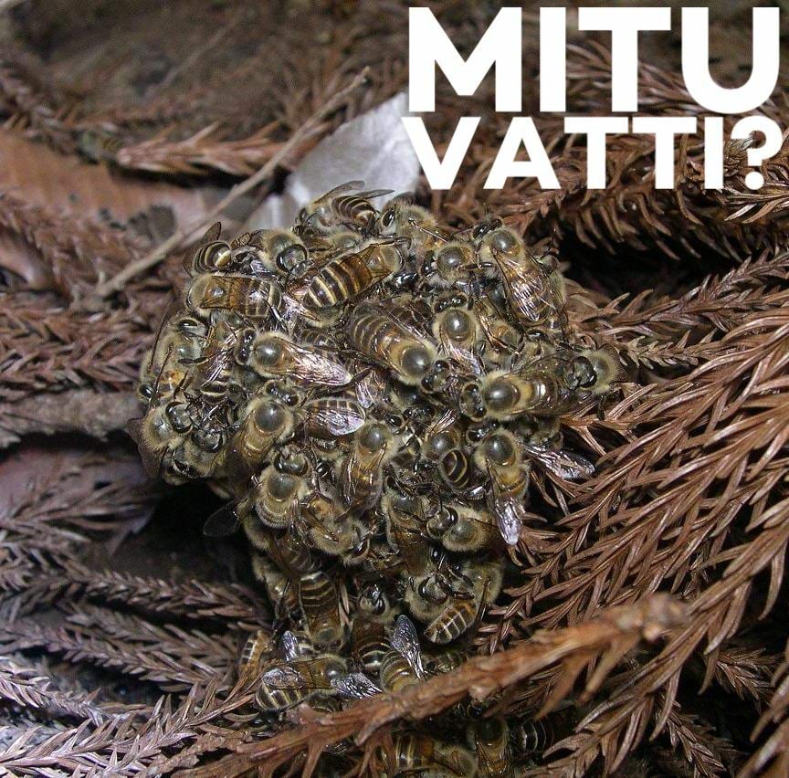 Mesilane 5/13: kaanepilt