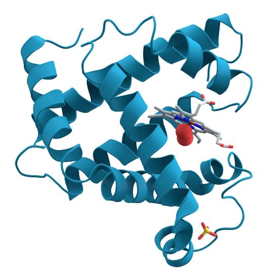 Bioloogiline molekul müoglobiin