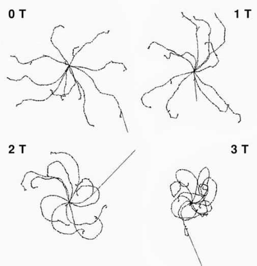 $\beta$-kiirguse hajumine kudedes erineva tugevusega magnetväljas