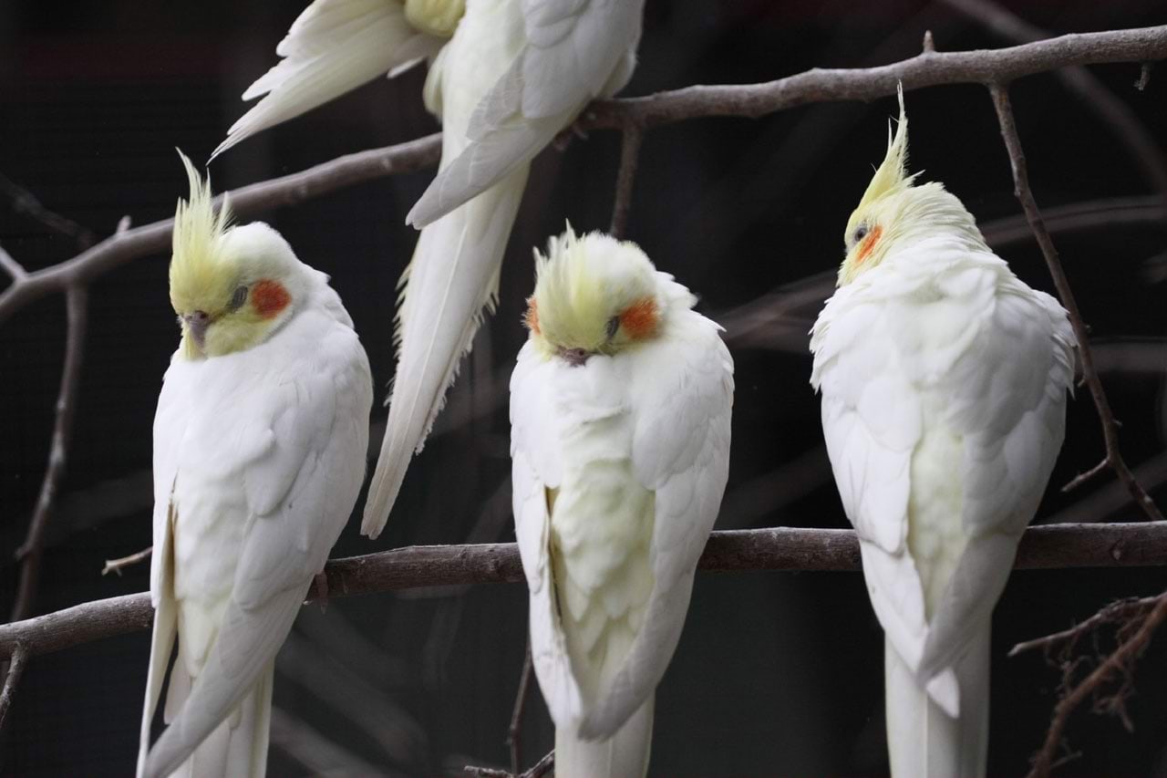 Magavad kanaarilinnud