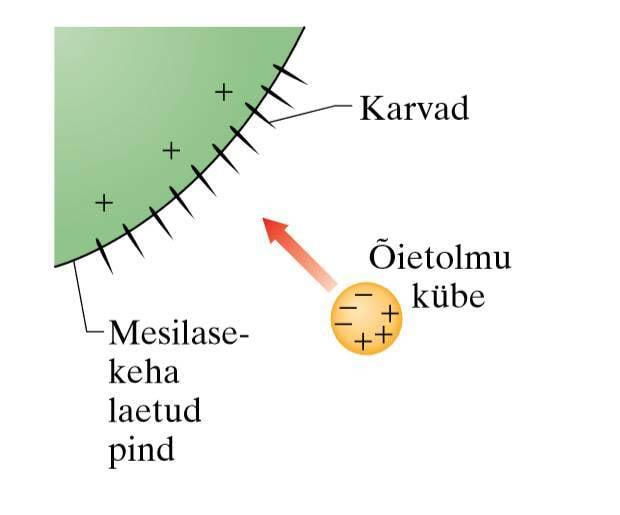 Mesilane ja tolmlemine, joonis1