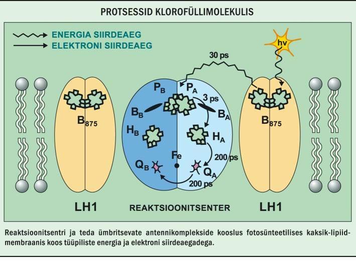 Protsessid klorofüllimolekulis